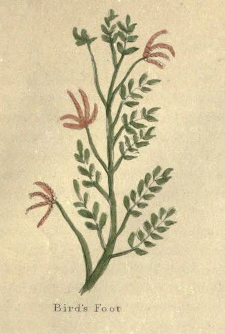 Bird's Foot (herb)