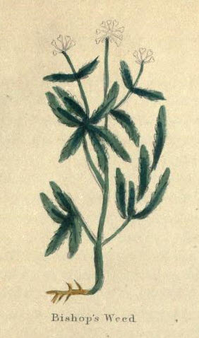 Bishop's Weed