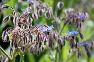 borage