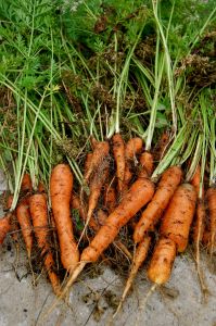 fresh carrot