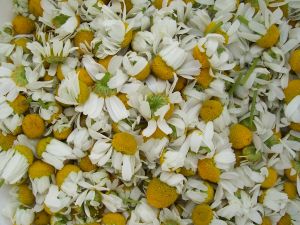 chamomile