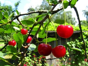 cherries