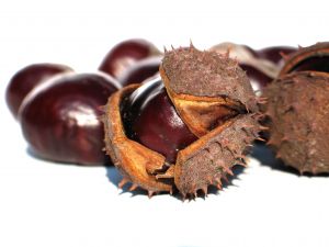 chestnuts