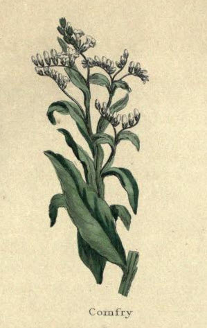 Comfrey