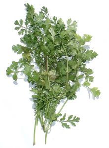coriander