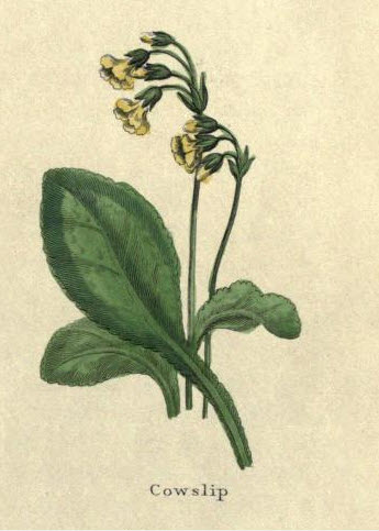 Cowslip