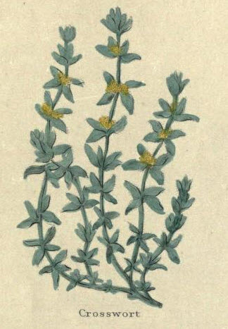 Crosswort