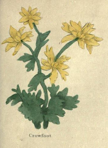 Crowfoot (plant)