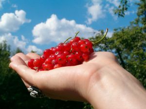 red currants