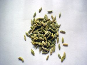 fennel