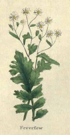 Feverfew