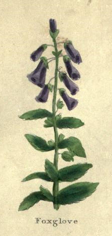 Foxglove