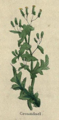 Groundsel