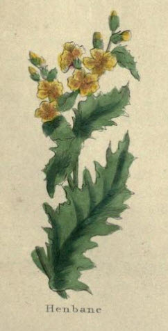 Henbane