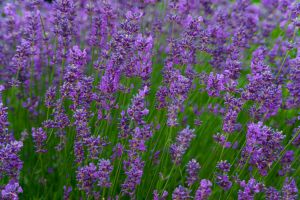 lavander