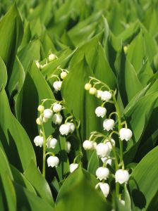 lillies of the valley