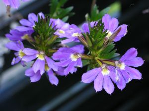 lobelia