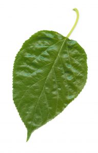 mulberry leaf