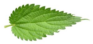 nettle