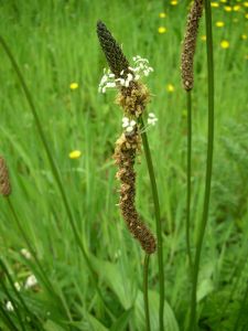 Plantain