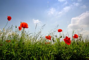 poppies