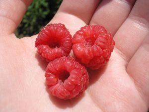 rasberries