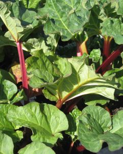 rhubarb