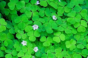 wood sorrel