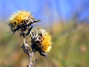 thistle