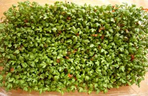 watercress