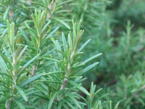 Rosemary Health Benefits